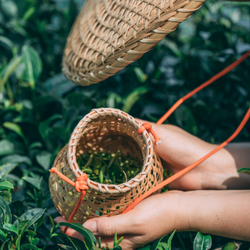 Plantations & Récolte